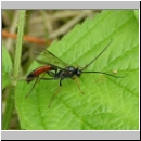 Dusona spp - Schlupfwespe w03a 13mm-fdet04.jpg